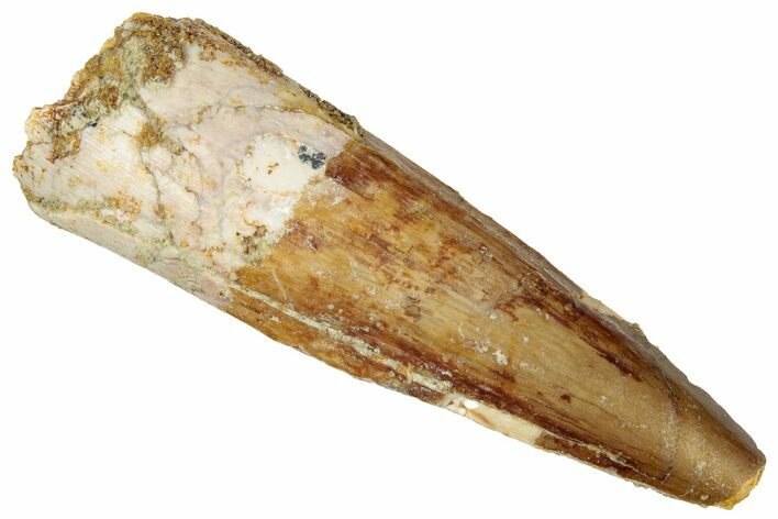 Fossil Spinosaurus Tooth - Real Dinosaur Tooth #298373